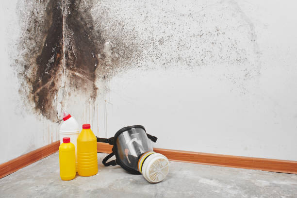Best Health and Safety Mold Remediation in Nekoosa, WI