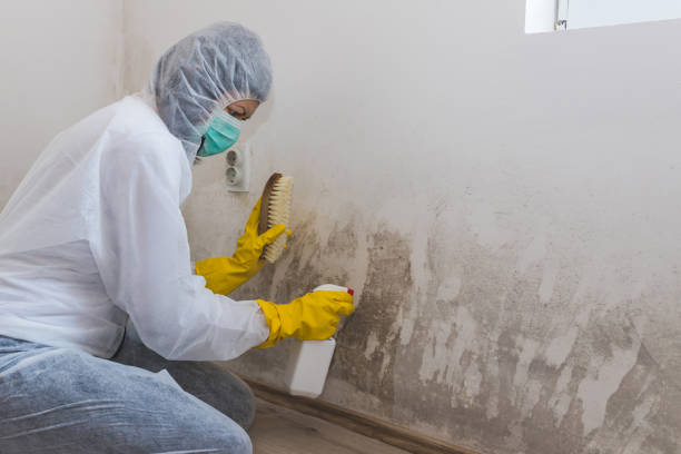 Best Insurance-Related Mold Remediation in Nekoosa, WI