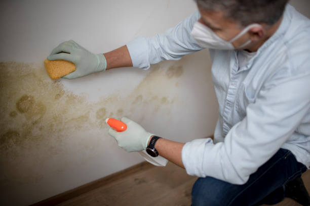 Best Basement Mold Remediation in Nekoosa, WI