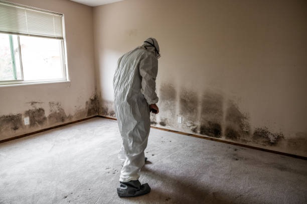 Best White Mold Remediation in Nekoosa, WI