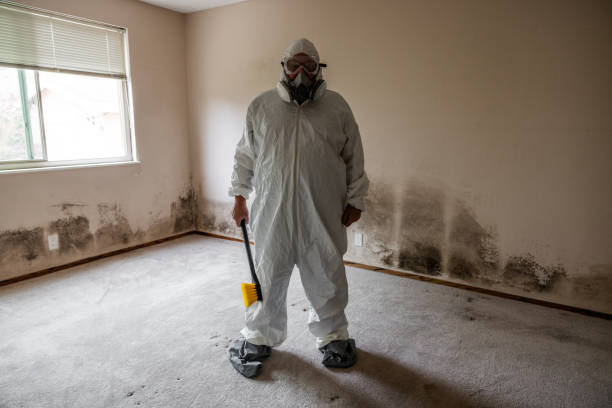 Best DIY Mold Remediation Support Services in Nekoosa, WI