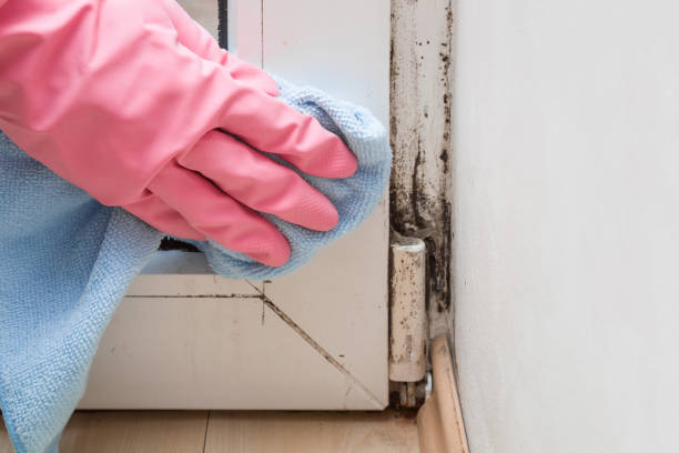 Best Emergency Mold Remediation in Nekoosa, WI