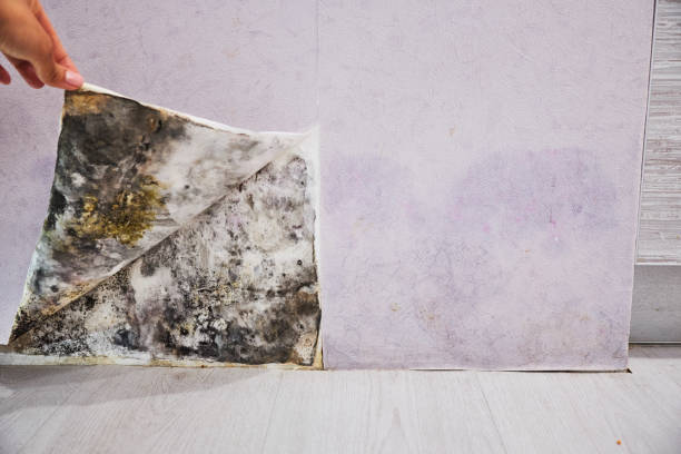 Best Preventive Mold Services in Nekoosa, WI
